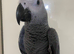Super tame baby African grey set up