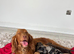 Cocker spaniel puppy’s