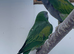 Derbyan parakeet