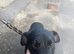 patterdale terrier