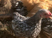 WYANDOTTE BANTAM COCKEREL