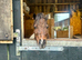 American miniature mare, 11 years old