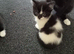 3 kittens for sale