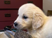 Golden retriever puppies