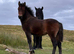 licenced highland bay stallion