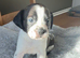 Boston terrier x cocker spaniel puppies