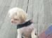 Female imperial shihtzu