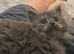 Maincoon x Persian