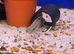 Rocket Kribensis Cichlid (Pelviacachromis kribensis)