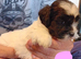 Tiny Jackapooshih pups available
