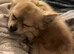 Pomeranian x chihuahua to stud