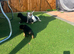 Yorkie russel puppies