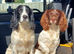 Stunning liver/white KC registered springer stud
