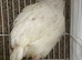 White jumbo quails