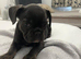 French Bulldog Puppy for Sale Female –£499