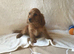 3 adorable showtype cocker spaniel boys