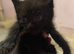 Last boy left - Maine coon x kittens