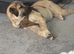 Beautiful Turkish kangal luna