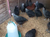 Point of Lay Hunted Hens