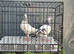 Highflyer Cocks 2x