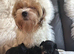 Yorkipoo puppies