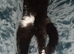 Tuxedo female cat