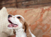 Exceptional  Cocker Spaniel Puppies