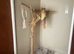 Macaw for sale