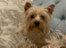 Absolutely stunning Yorkie poo puppies