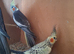 Young cockatiels very pretty