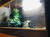 LARGE snake collection for sale