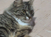 Siberian cat