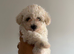 Beautiful toy poodle puppies! Edinburgh