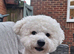 KC Registered bichon frise, new for stud