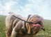 English bulldog for sale