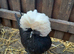 Polish pullets 18weeks