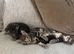 Bengal Kittens