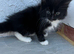 8 weeks old Maine coon x British short hair
