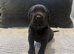 Cane corso puppies - excellent example of their breed