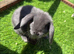 Beautiful mini lops