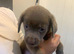 Silver Labrador puppies ready for new homes