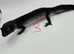 Black night leopard geckos
