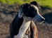 Stunning Border Collie x Blue Heeler Puppies &ndash; Ready from 11th July