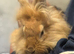 Lionhead buck