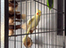 Beautiful cockatiel