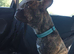 Stunning Frenchie x staff boy