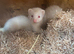 8 week old ferrets for sale