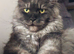 Maine coons World Champion Bloodlines