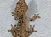 Super dal crested gecko