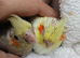 Cockatiels hand reared